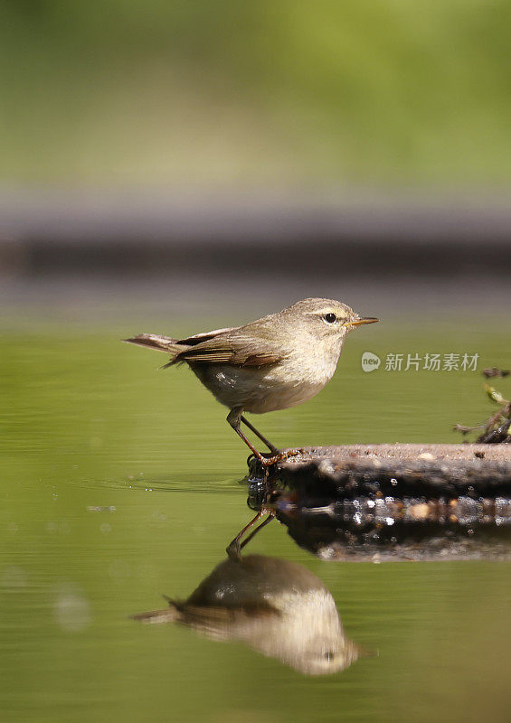 金缕草(Phylloscopus collybita)